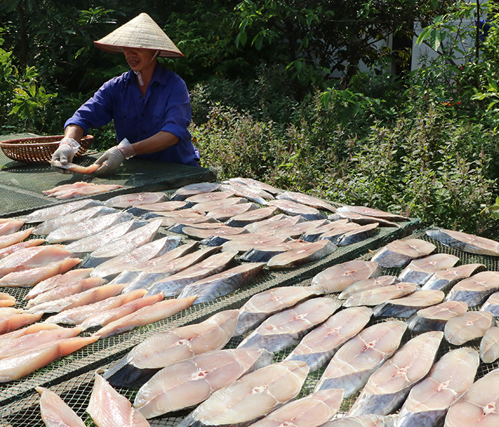 Cá thu một nắng DASAVINA được phơi đúng một nắng giòn vùng biển